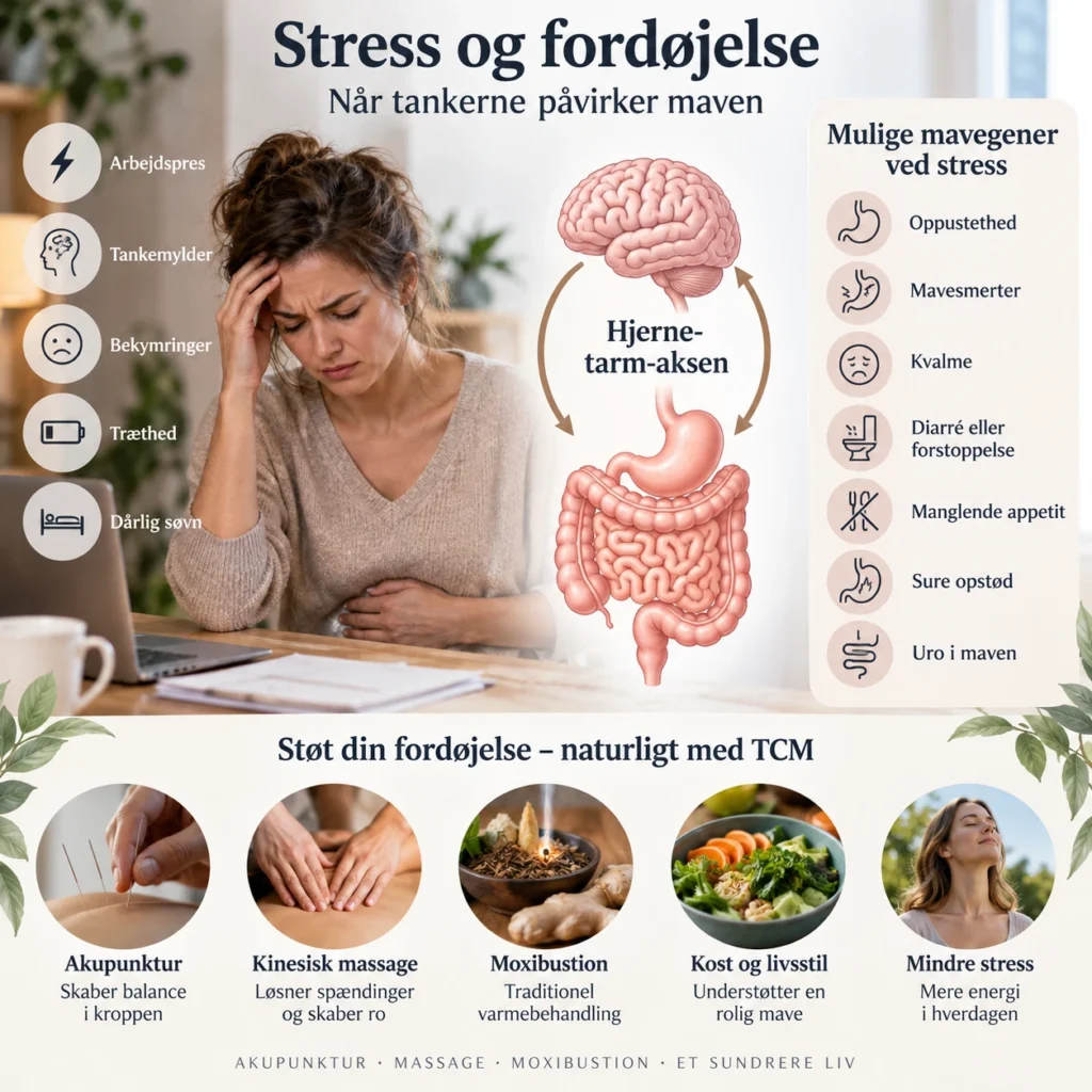Infografik om stress og fordøjelse med hjerne-tarm-aksen og TCM-behandling